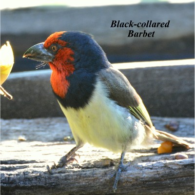 Black-collared Barbet